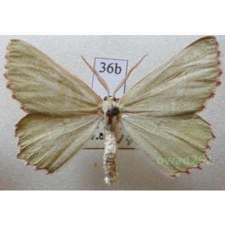 Thalera fimbrialis (Scopoli, 1763) Czech36b